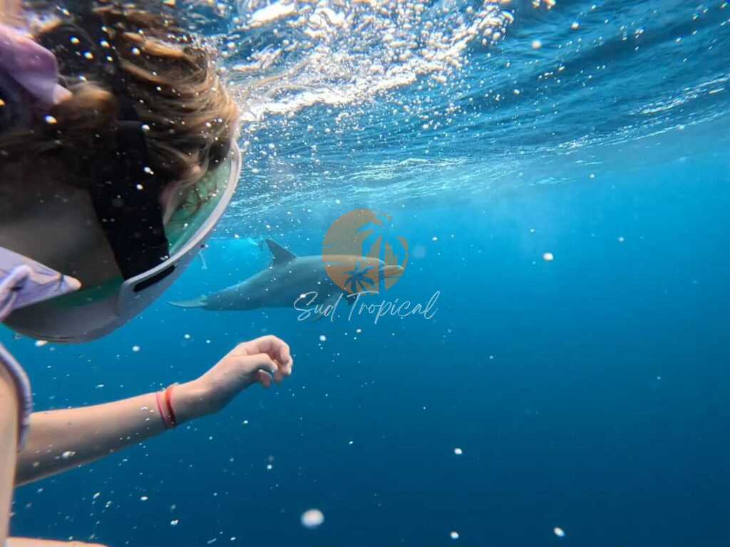 Nage avec les dauphins - Maurice