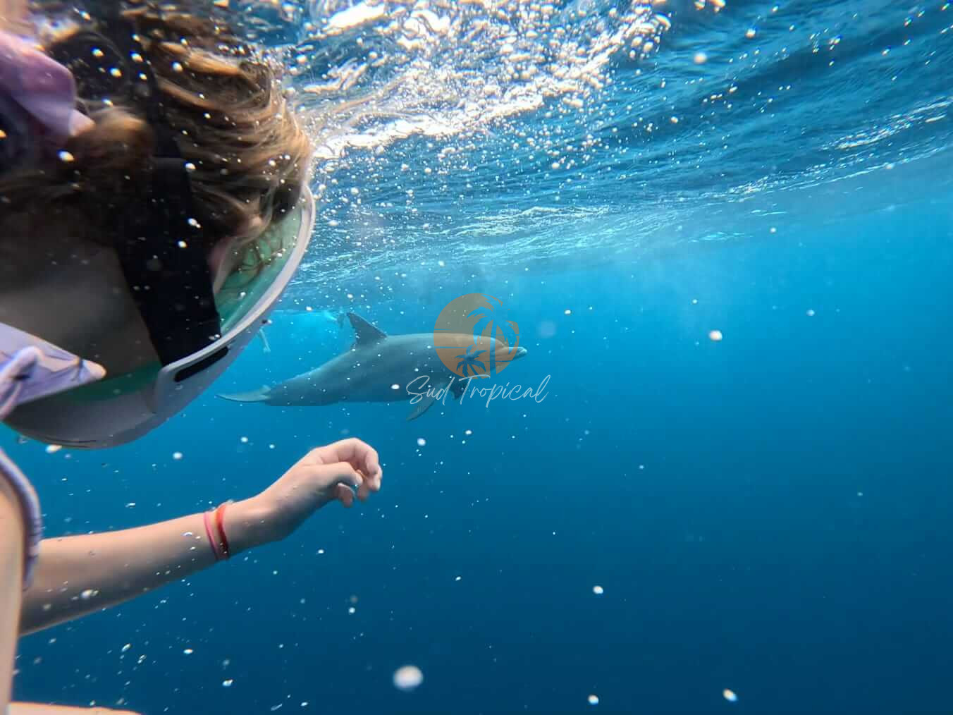 Nage avec les dauphins - Maurice