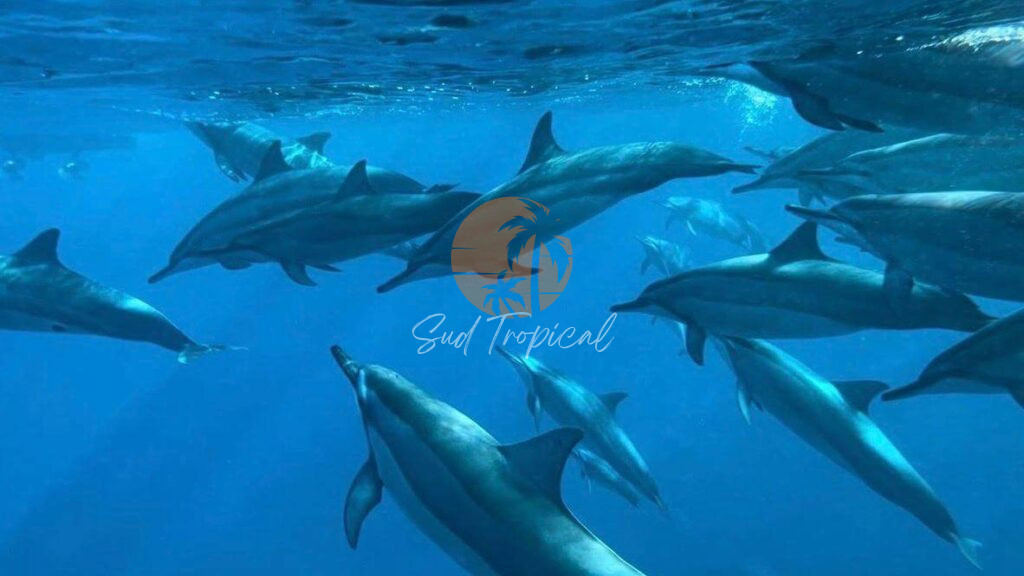 Nage avec les dauphins - Maurice