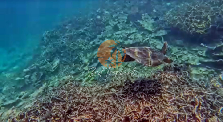 Tortues Marines : Excursion Magique dans le respect absolu des animaux